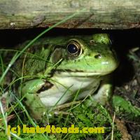 /home//u458753944/public_html/sourcegallery///Frogs/More bullfrogs/P8150202.JPG